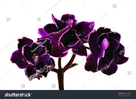 Macro Photo Of Dark Violet Isolated Flower 50408524