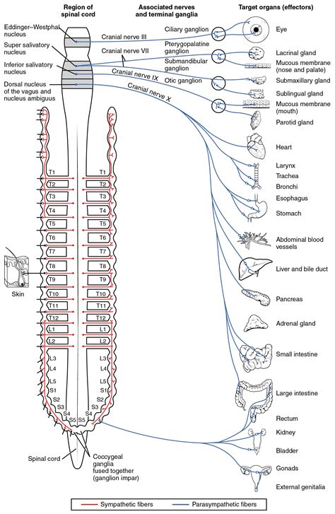 Divisions Of The Autonomic Nervous System · Anatomy And Physiology