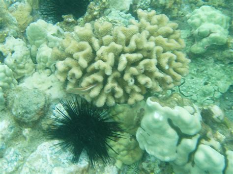 Sea Urchin On Reef Open Fotos Free Open Source Photos Public