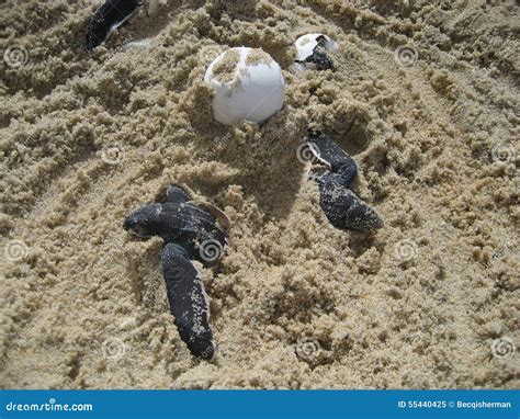 Sea Turtle Baby Hatchlings And Eggs On Beach Stock Image Image Of