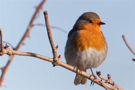 Un Oiseau Sanguin Le Rouge Gorge C Est Pas Une Raison Pour L Engluer