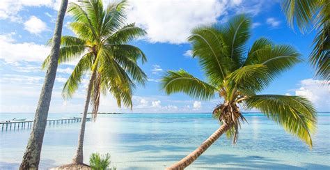 Palm Tree Screensaver ~ Summer Tropical Palm Bora Beach Nature