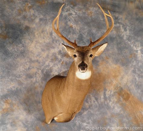 P4110320 Whitetail Deer Shoulder Mount Semi Upright Rig Flickr