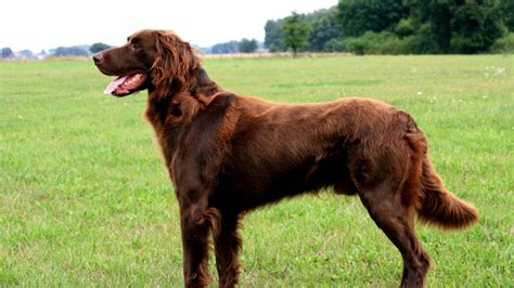 Der deutsche wachtelhund selbst ist ein sehr vielseitiger jagdgebrauchshund. Wachtelhund. A good man's best friend - YouTube