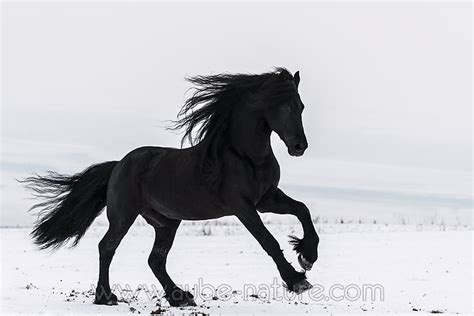 Voir plus d'idées sur le thème cheval, photos de chevaux, beaux chevaux. Cheval Frison dans la neige