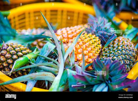 Pineapple Garden In Hau Giang Province Southern Vietnam Stock Photo Alamy
