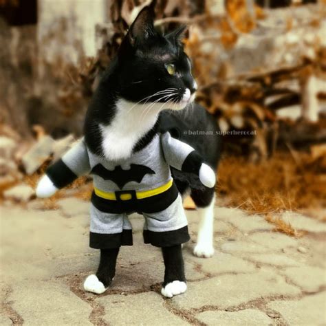 Batman Superhero Cat Is The Caped Feline Crusader We All Needed