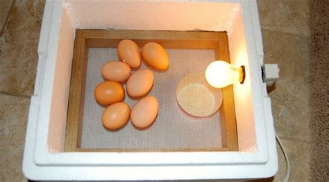 Poultry Workshop Egg Incubation And Handling Basics Morning Ag Clips