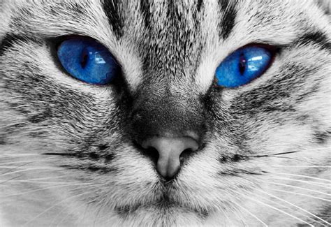Cat Blue Eyes Stock De Foto Gratis Public Domain Pictures