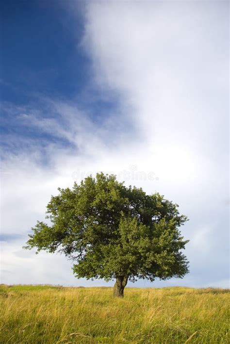 Lonely Tree Stock Image Image Of Idyllic Summer Grass 15326433