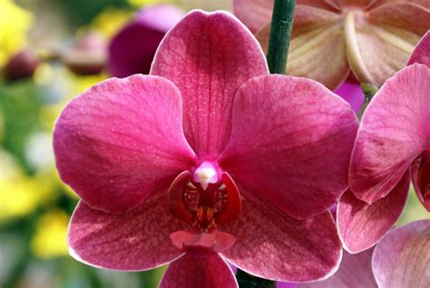 Pink And Yellow Orchids Are Blooming In The Garden