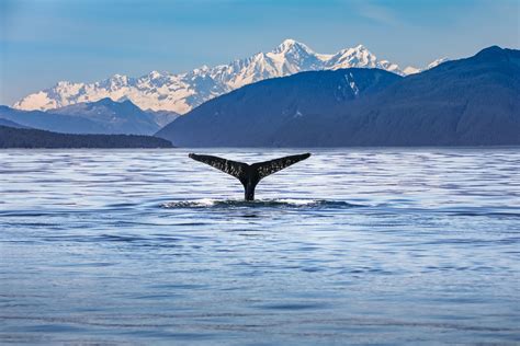 Whale Watching On An Alaska Cruise What To Know Alaska Cruise
