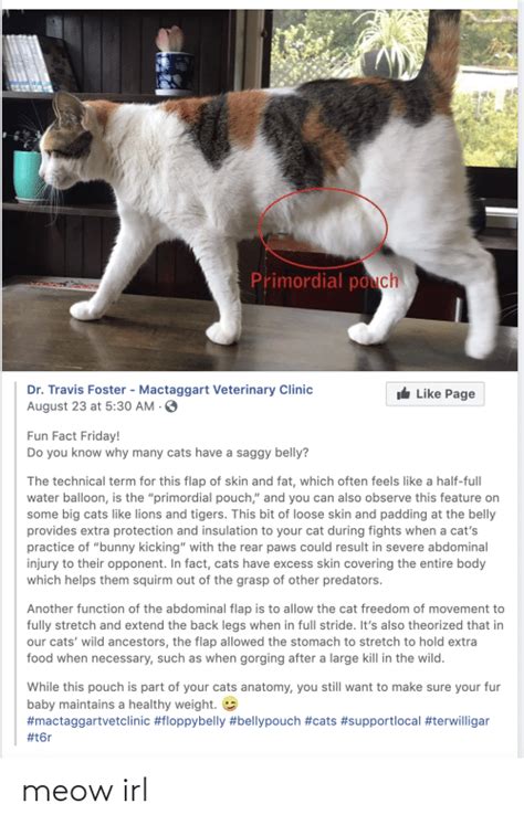 Why do cats have a third eyelid? Primordial Pouch AONE Dr Travis Foster - Mactaggart ...