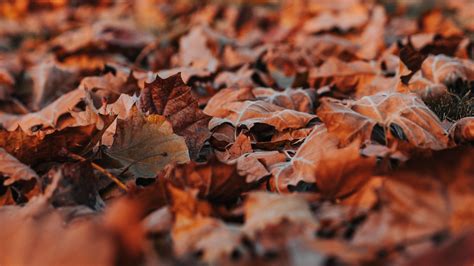Download Wallpaper 1920x1080 Leaves Dry Autumn Nature Full Hd Hdtv