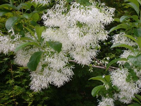 Chinese Fringe Tree Closeup May 2020 Photograph By Deanna Arias Fine