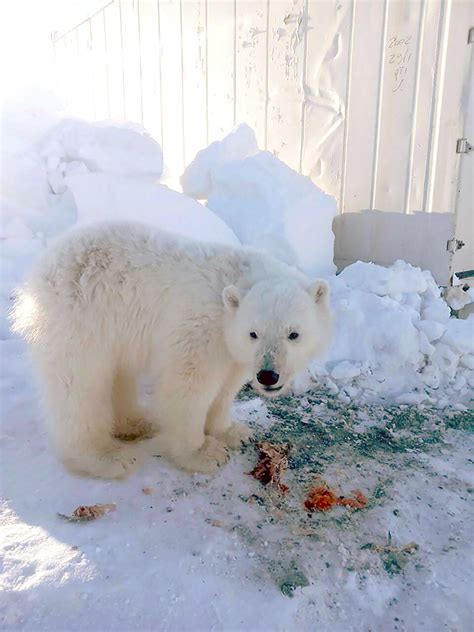 Polar Bear Cub Tamed ‘like A Dog By Gold Miners Rescued From Arctic