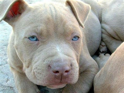 Baby Red Nose Pitbull With Blue Eyes