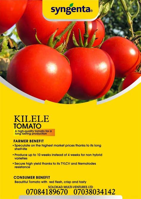 Kilele F1 Hybrid Tomato Seeds 1000 Seedspack Farmsquare
