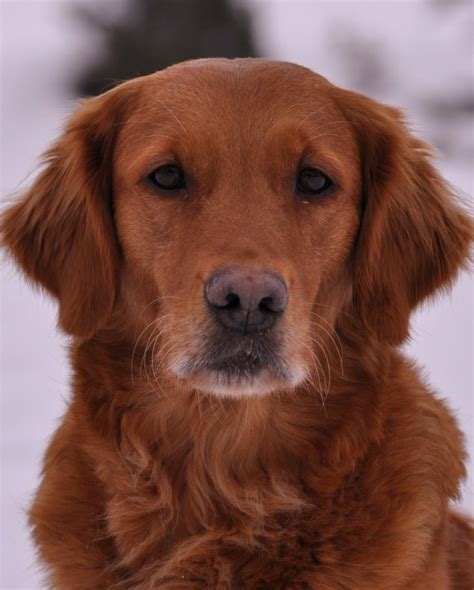 Brown Golden Retriever Traits Grooming Care Profile Dogdwell