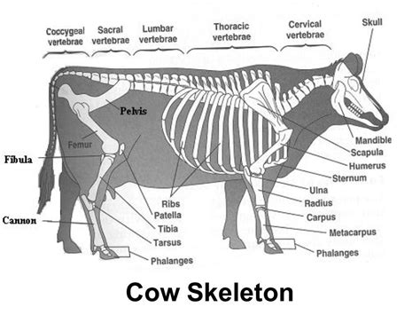 A dog leg bones diagram generally offers specifics of the relative situation. Image result for cattle skeletal system worksheets ...