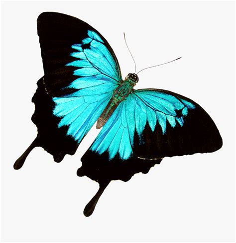 Clip Art Amazon Rainforest Butterfly Real Butterflies