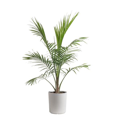 Costa Farms Plants With Benefits Live Plant Green Majesty Palm Plant In 10in Decor Pot