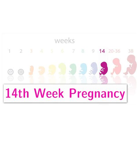 14th Week Pregnancy Symptoms Baby Development And Tips
