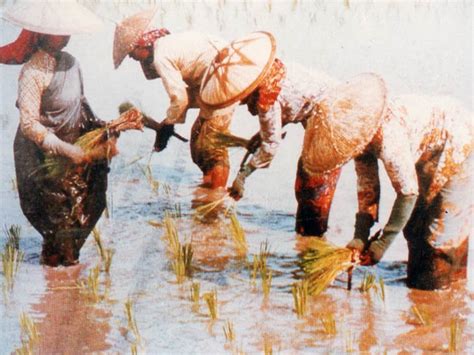 Ilmu Pesawah Melayu Menanam Padi Zaman Kedah Tua Kalendar Piama