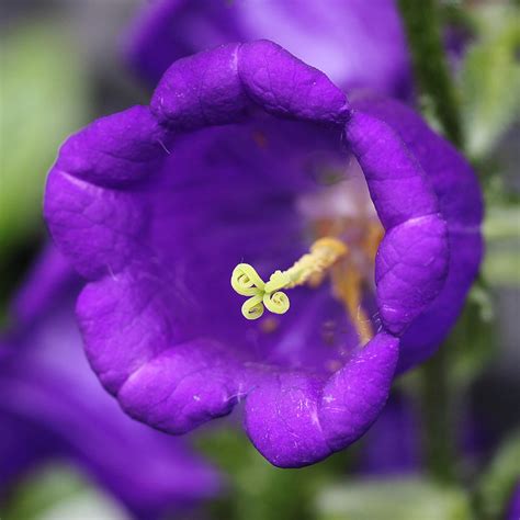 Purple Bell Shaped Flower Campanula Rotunifolia A Photo On Flickriver