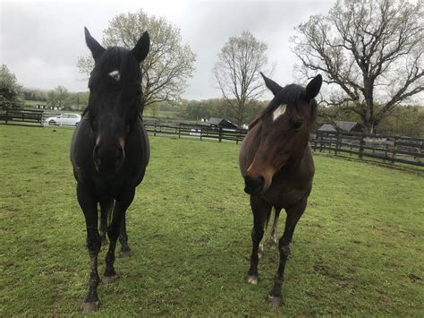 Lover’s Lane: Beau & Lorna – Equine Advocates