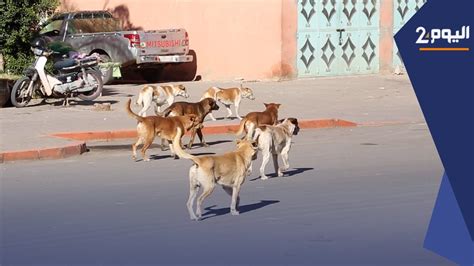 الكلاب الضالة تهدد حياة المراكشيين youtube