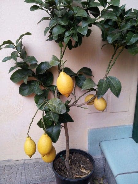Limone In Vaso Coltivazione