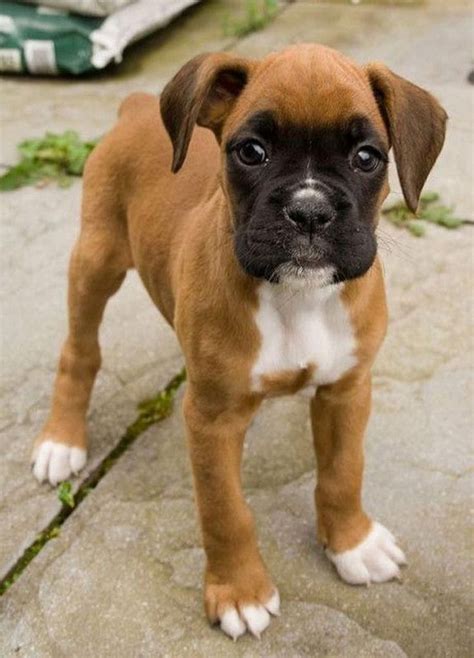 Adorable Boxer Puppy With The Black Face Mask Love Her Boxer