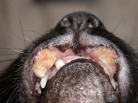 Eosinophilic granuloma is a rare, noncancerous tumor that shows up in the bone. Cats Lips Look Swollen | Lipstutorial.org