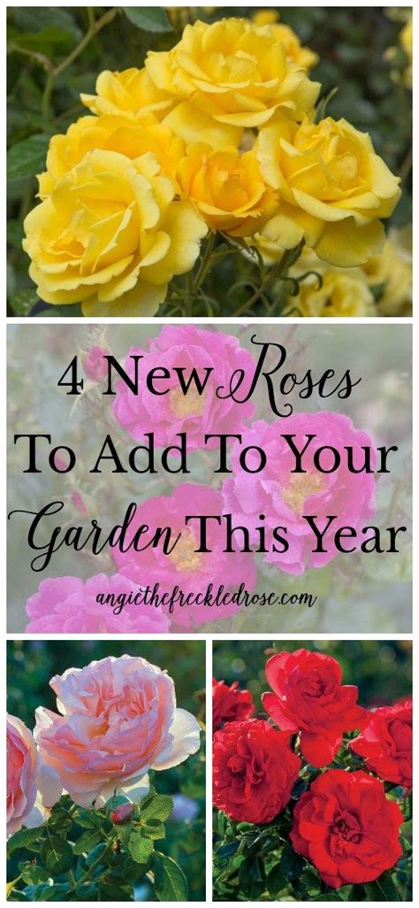 Angie The Freckled Rose Raised Bed Gardening Easy Diy Projects