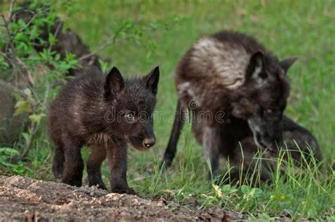 Black Wolf Pup Stock Photos Download 1143 Royalty Free Photos