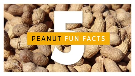 5 Fun Facts About Peanuts And Peanut Butter Youtube