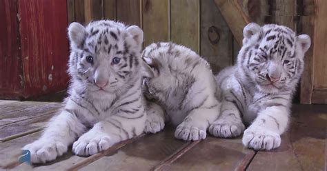 Adorable Rare White Tiger Triplets Make Debut At Zoo Video