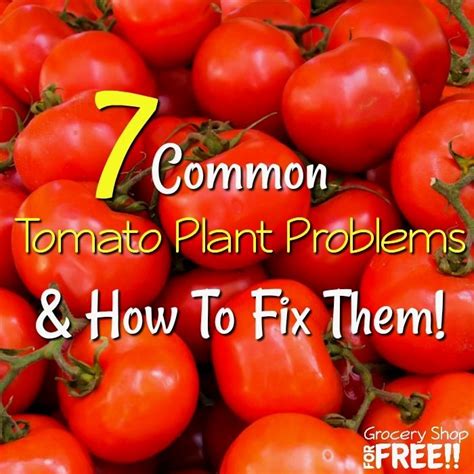 7 Tomato Plant Problems And How To Fix Them 7 Tomato Plant