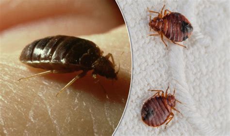 Bed Bug Bites Signs And Symptoms Youve Been Bitten And Have An