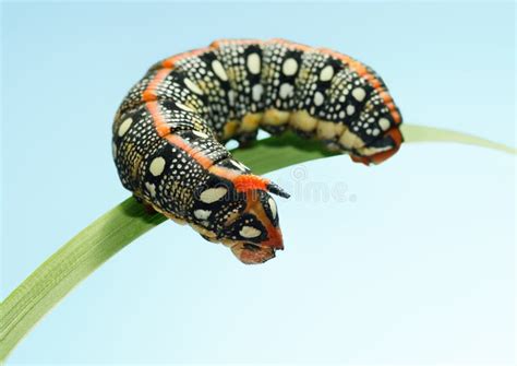 Red Horn Caterpillar On Stone Stock Image Image Of Hyles Climbing