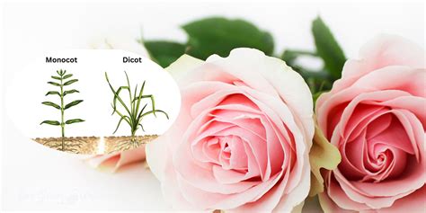 Getting To Know Roses Is Rose Monocot Or Dicot