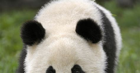 Panda Lovely And Sweet Wild Animal Fact And Pictures Wildlife Of World