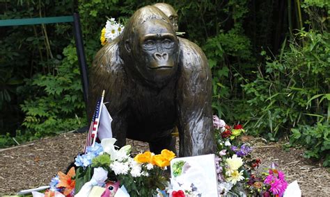 Photo Of Harambe To Be Sold As Nft On 5th Anniversary Of His Death