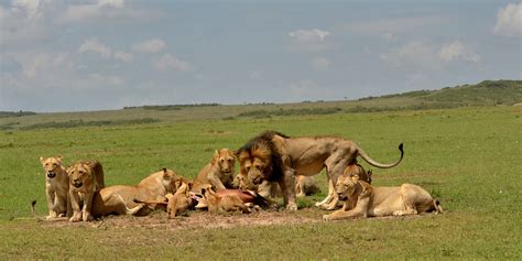 Maasai Mara Game Reserve Morindat Tours And Travel