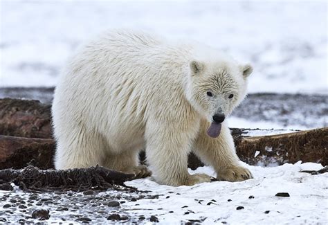 Polar Bear Cub Arctic National Wildlife Refuge Jigsaw Puzzle In
