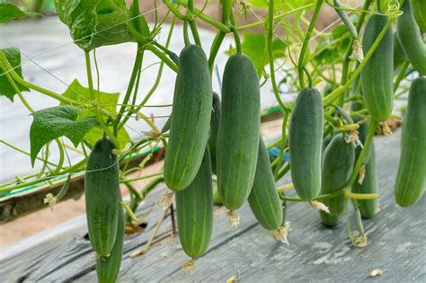 Cucumber Growing Stages 2020