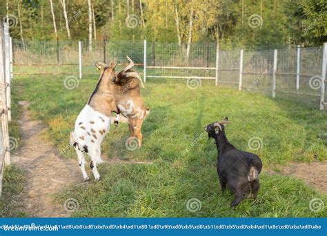 Two Goats Standing On Their Hind Legs Striking Each Other With Their