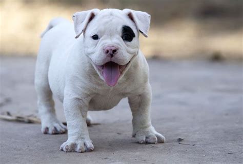 25 Cutest Puppies Ever