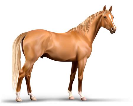 311,864 BEST Horse IMAGES, STOCK PHOTOS & VECTORS | Adobe Stock